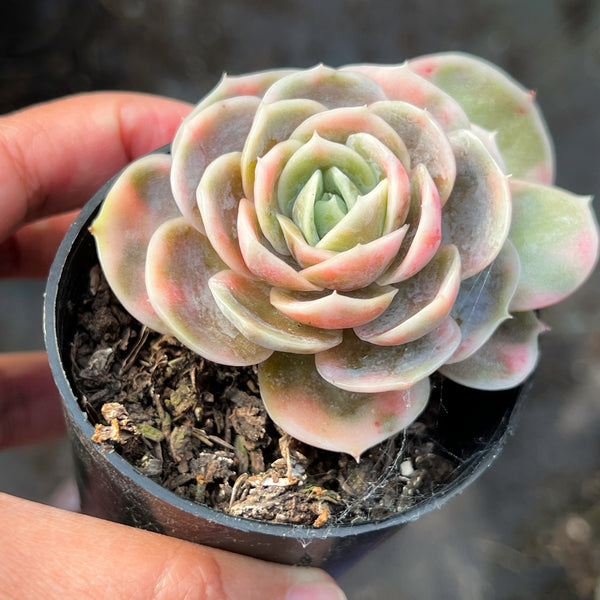 blue surprise succulent Echeveria Blue Surprise Variegated – LET LOVE GROW (Succulent & Cactus)