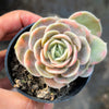 Echeveria Blue Surprise Variegated