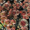 Sempervivum 'Royal Ruby' (NO PUP)