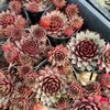 Sempervivum 'Royal Ruby' (NO PUP)
