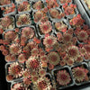 Sempervivum 'Royal Ruby' (NO PUP)