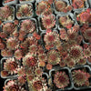 Sempervivum 'Royal Ruby' (NO PUP)