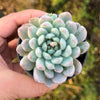 Echeveria White Line