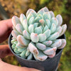 Echeveria White Line