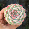 Echeveria 'Peach Queen' - Korea Form