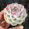 Echeveria 'Peach Queen' - Korea Form
