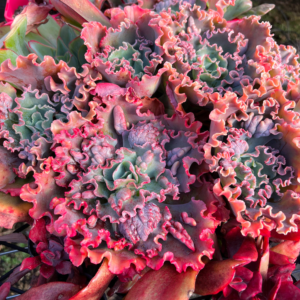 Echeveria 'Verrugas' (Bump Leaf)(Young plant)