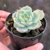 Echeveria Caroline