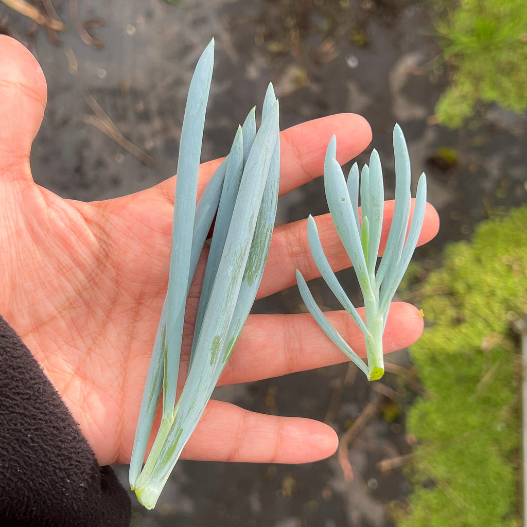 Senecio mandraliscae (Blue chalk sticks)(1 x CUTTING)