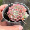 Echeveria Luna Rossa (w/pup)