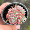 Echeveria Luna Rossa (w/pup)