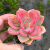 Graptoveria Mrs Richards Variegated