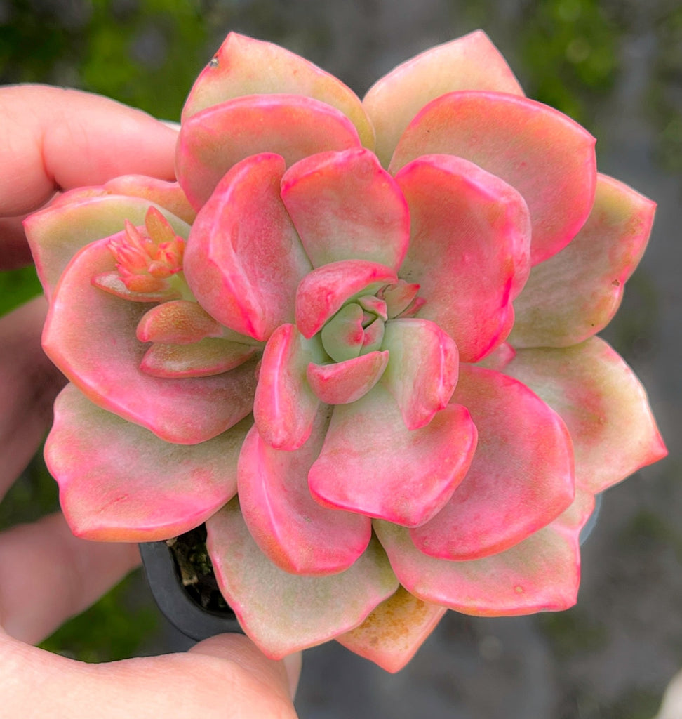Graptoveria Mrs Richards Variegated