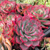 Echeveria Laulensis