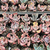 Echeveria Beyonce Rainbow Variegated (young plant)(no drops)