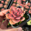 Graptoveria Mrs Richards Variegated