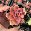 Graptoveria Mrs Richards Variegated
