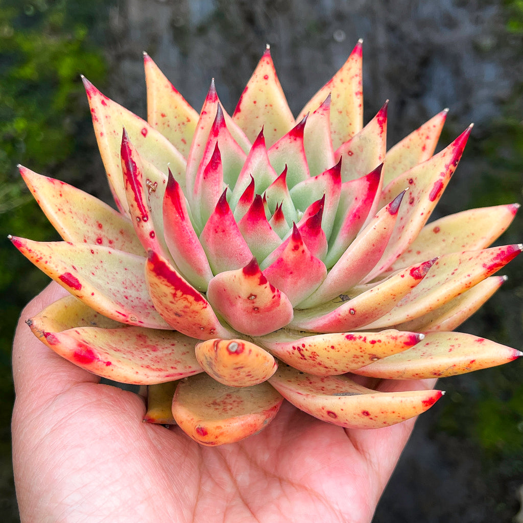 Echeveria agavoides 'GAYA'