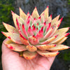 Echeveria agavoides 'GAYA'