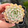 Echeveria 'Nobaranosei' (Echeveria 'Alienor')