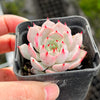 Echeveria 'Nobaranosei' (Echeveria 'Alienor')
