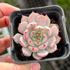 Echeveria 'Nobaranosei' (Echeveria 'Alienor')