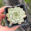 Echeveria 'Nobaranosei' (Echeveria 'Alienor')