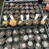 Echeveria Dionysos Monokerotis Variegation (SAME PLANT) #NO.1
