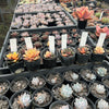 Echeveria Dionysos Monokerotis Variegation (SAME PLANT) #NO.1