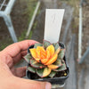 Echeveria Dionysos Monokerotis Variegation (SAME PLANT) #NO.1