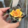 Echeveria Dionysos Monokerotis Variegation (SAME PLANT) #NO.1