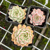 Echeveria 'Nobaranosei' (Echeveria 'Alienor')