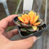 Echeveria Dionysos Monokerotis Variegation (SAME PLANT) #NO.1