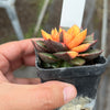Echeveria Dionysos Monokerotis Variegation (SAME PLANT) #NO.1