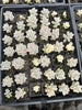Graptopetalum paraguayense ssp. bernalense variegata (VARIEGATED PLANT)