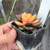Echeveria Dionysos Monokerotis Variegation (SAME PLANT) #NO.1