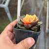 Echeveria Dionysos Monokerotis Variegation (SAME PLANT) #NO.1