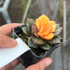 Echeveria Dionysos Monokerotis Variegation (SAME PLANT) #NO.1