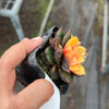 Echeveria Dionysos Monokerotis Variegation (SAME PLANT) #NO.1