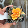 Echeveria Dionysos Monokerotis Variegation (SAME PLANT) #NO.1