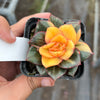 Echeveria Dionysos Monokerotis Variegation (SAME PLANT) #NO.1