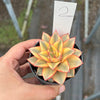 Echeveria Dionysos Monokerotis Extreme Variegation (#2)