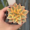 Echeveria Dionysos Monokerotis Extreme Variegation (#2)