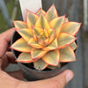 Echeveria Dionysos Monokerotis Extreme Variegation (#2)