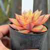 Echeveria Dionysos Monokerotis Extreme Variegation (#2)