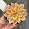 Echeveria Dionysos Monokerotis Extreme Variegation (#2)