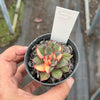 Echeveria Dionysos Monokerotis Variegation (SAME PLANT) #NO.5