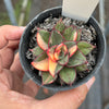 Echeveria Dionysos Monokerotis Variegation (SAME PLANT) #NO.5