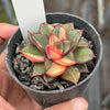 Echeveria Dionysos Monokerotis Variegation (SAME PLANT) #NO.5