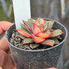 Echeveria Dionysos Monokerotis Variegation (SAME PLANT) #NO.5